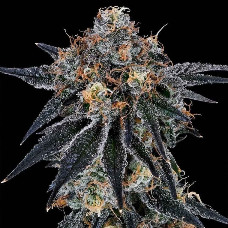 Blue Fumez from Grounded Genetics