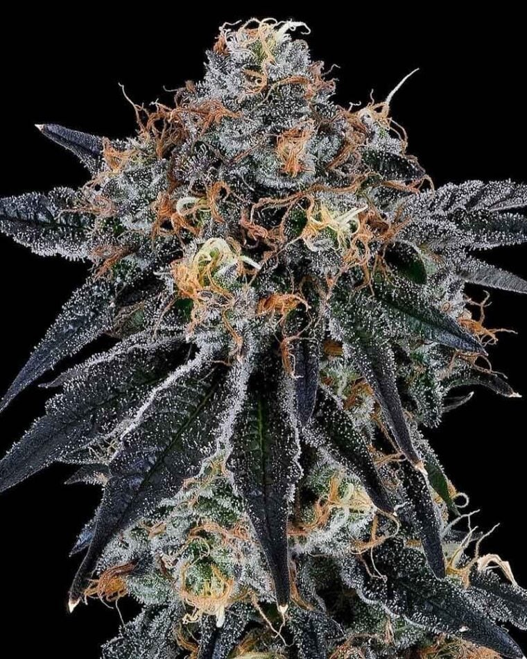 Blue Fumez from Grounded Genetics