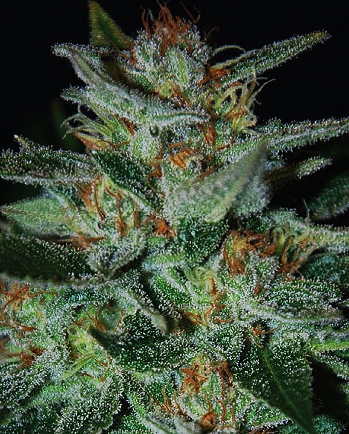 Blue Funk AKA Blue Cheese cannabis seeds – Indica Dominant – 12/12 Photoperiod – Super Strength – image 1 from Seed City