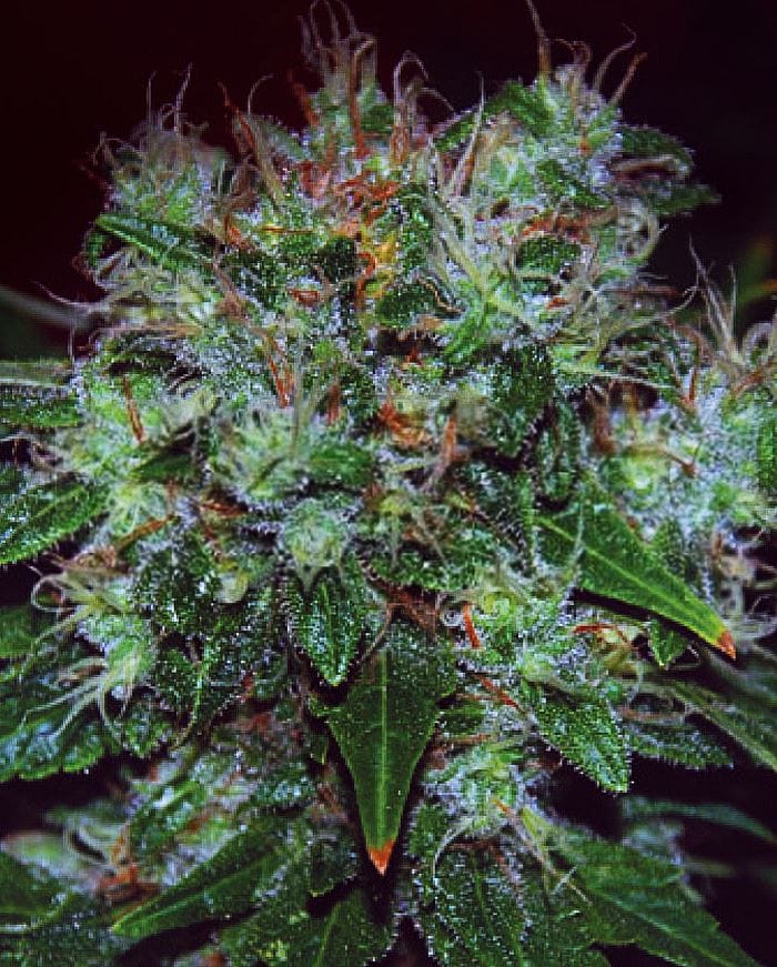 Feminized – Indoor – Indica – Blue Funk Auto AKA Blue Cheese Auto strain – image 1 – from Expert Seeds via Seed City