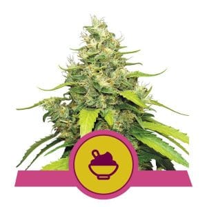 Blue Gelato from Royal Queen Seeds