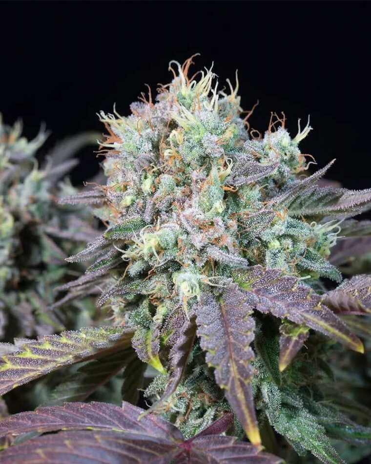 Blue Gem cannabis seeds – Excellent harvest potential – Super Strength – Sweet – image 1 from Seed City