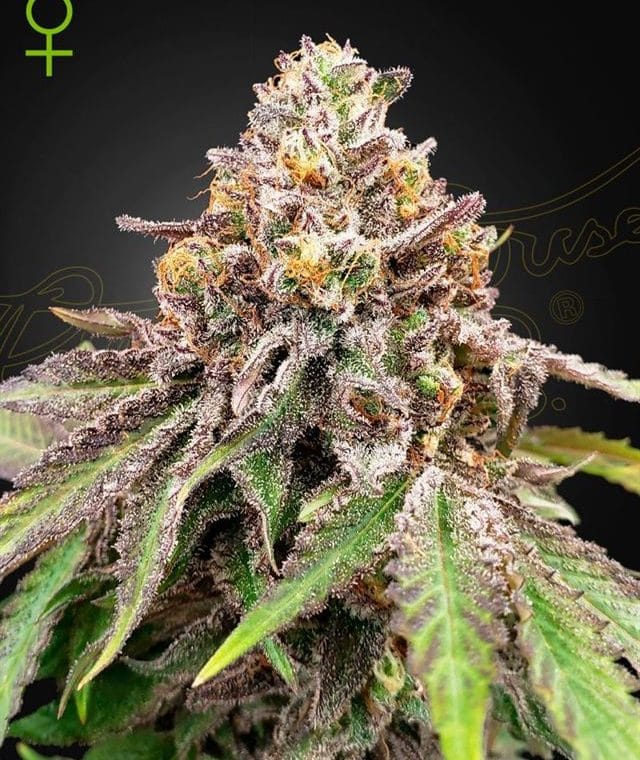 Blue Haze x Gelato 41 Auto cannabis seeds – Outdoor cultivation – Lime – Feminized – image 1 from Seed City