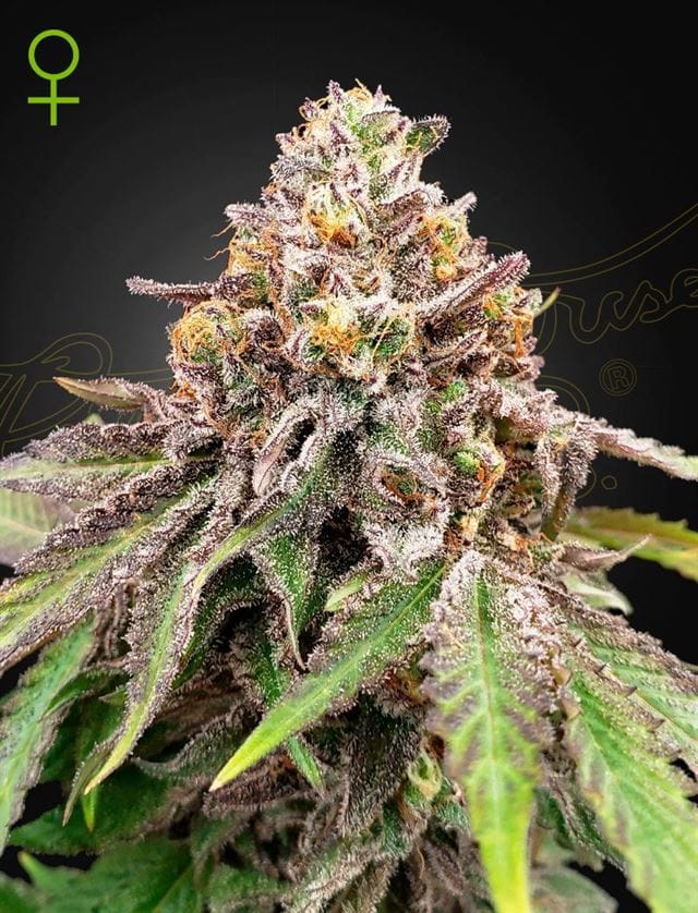 Blue Haze x Gelato 41 Auto cannabis seeds – Outdoor cultivation – Lime – Feminized – image 1 from Seed City