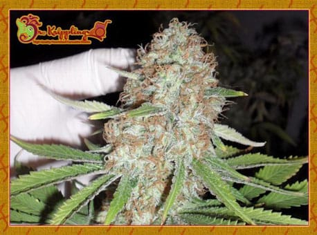 Blue Kripple from Dr Krippling Seeds