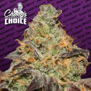 Chong’s Choice – Blue Kush Berry