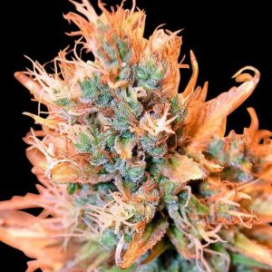 Blue Medi Kush