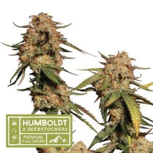 Regular – Indoor – Relaxing – Blue Moby strain – image 1 – from Seed Stockers via Seed City