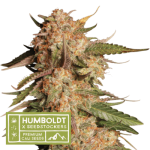 Image 1 of Blue Moby Auto cannabis by Seed Stockers – Indoor-friendly – Short (up to 80cm) – Relaxing – Seed City