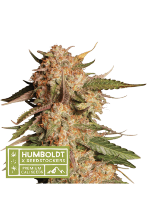 Blue Moby Auto