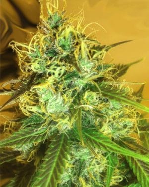 Blue Mountain Durban