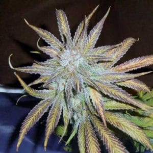 Blue Mystic