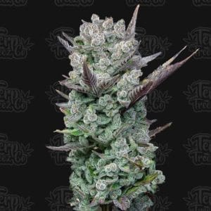 Super Strength – 12/12 Photoperiod – Feminized – Blue Nerdz strain – image 1 – from Terp Treez Co via Seed City