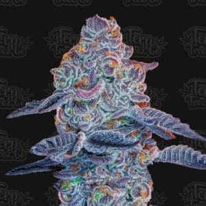 Indoor – 12/12 Photoperiod – Female seeds – Blue Pancakes S1 strain – image 1 – from Terp Treez Co via Seed City