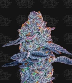 Blue Pancakes S1