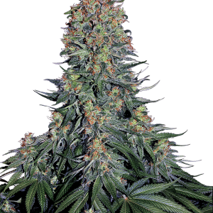 Blue Skunk cannabis seeds – Indica Dominant – Outdoor cultivation – Berry – image 1 from Seed City