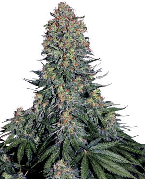Blue Skunk