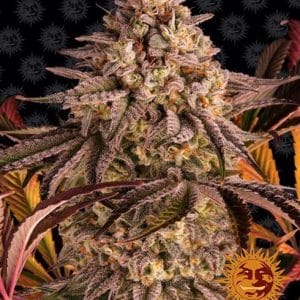 Blue Sunset Sherbert cannabis seeds – Berry – Mostly Indica – Outdoor cultivation – image 1 from Seed City