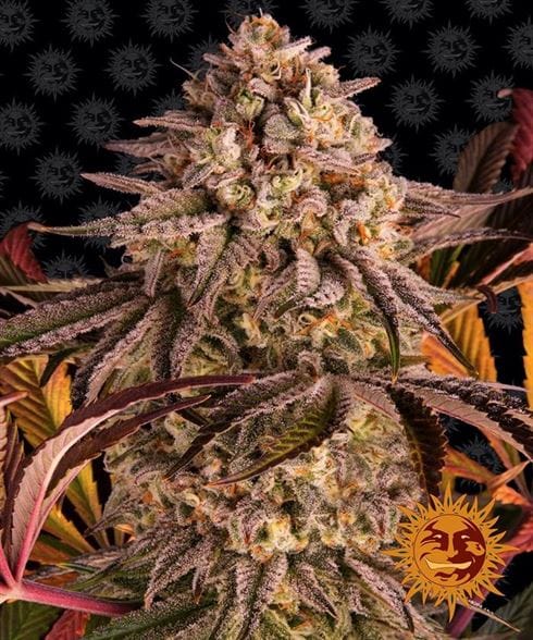Blue Sunset Sherbert cannabis seeds – Berry – Mostly Indica – Outdoor cultivation – image 1 from Seed City