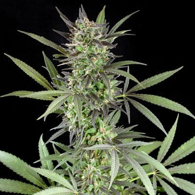 Outdoor cultivation – Fruity – Large yield – Blue Venom strain – image 1 – from G13 Labs Seeds via Seed City