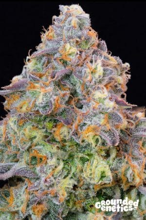 Blue Zlime