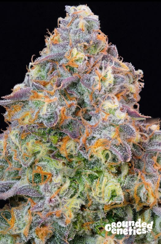 Blue Zlime by Grounded Genetics – 12/12 Photoperiod – High Yielding – Indoor-friendly – image 1 – Seed City