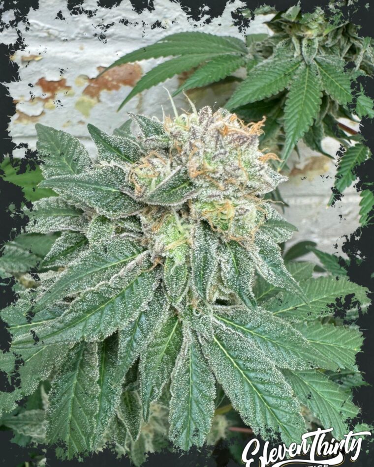 Blue Zlushi from ElevenThirty Genetics