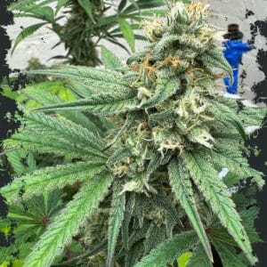 Blue Zlushi Auto by ElevenThirty Genetics – Super Strength – Indica – The End of September – image 1 – Seed City