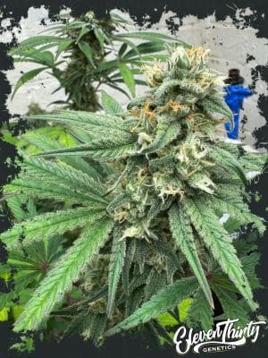 Blue Zlushi Auto