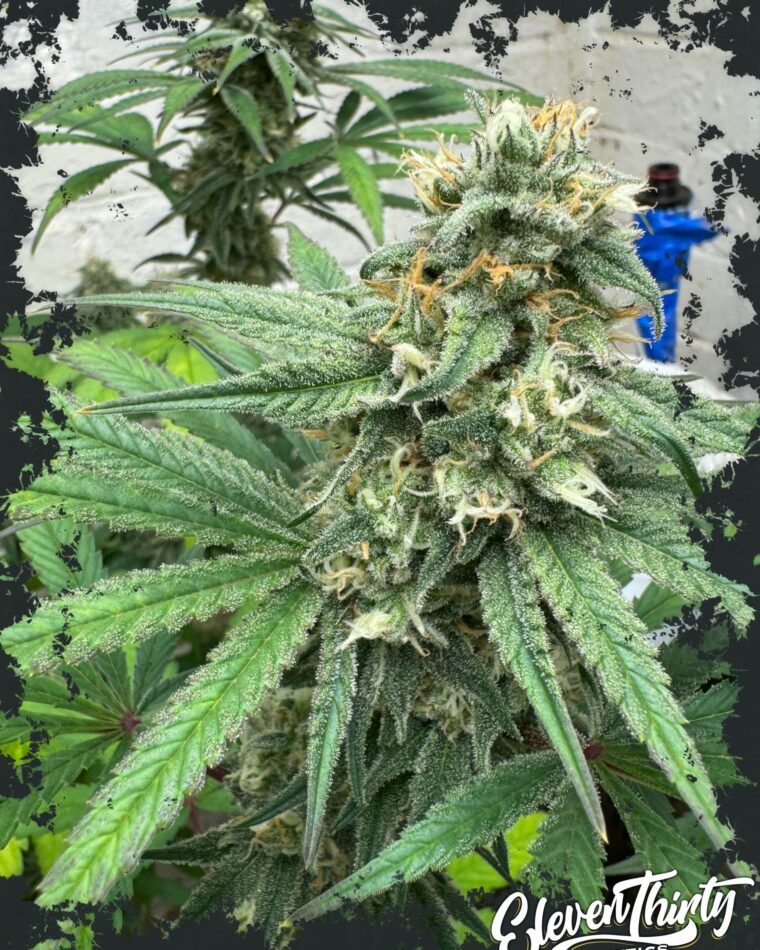 Blue Zlushi Auto by ElevenThirty Genetics – Super Strength – Indica – The End of September – image 1 – Seed City