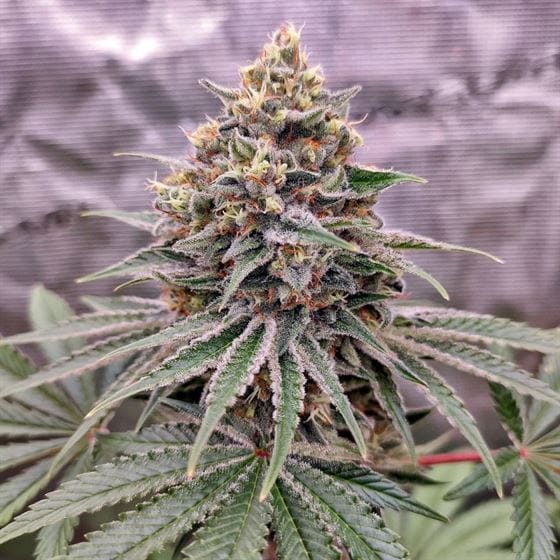 Blue Zushi from Dutch Passion Seeds