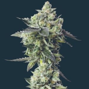 Blue Zushi cannabis seeds – Sour – Suited for indoor growing – Super Strength – image 1 from Seed City