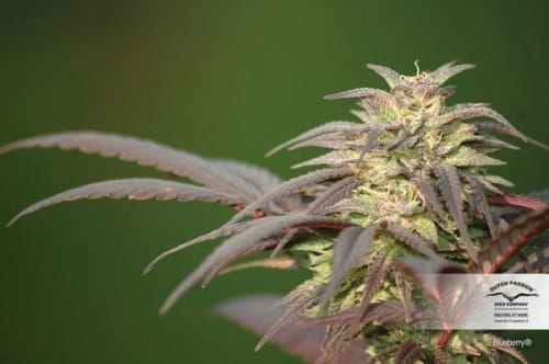 Blueberry cannabis seeds – 12/12 Photoperiod – Super Strength – Regular – image 4 from Seed City