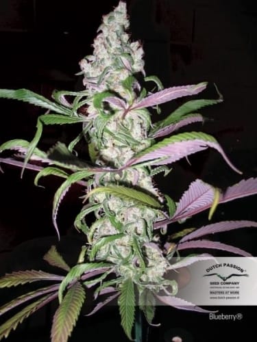 Blueberry from Dutch Passion Seeds
