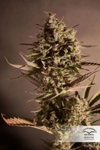 Image 6 of Blueberry cannabis by Dutch Passion Seeds – Fruity – Mostly Indica – Regular – Seed City