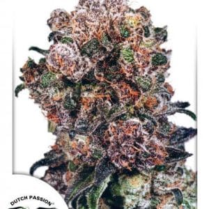 Blueberry by Dutch Passion Seeds – 12/12 Photoperiod – Mostly Indica – Regular – image 1 – Seed City