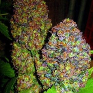 Blueberry by Phoenix Cannabis Seeds – Female seeds – Tall (140cm plus) – Mostly Indica – image 1 – Seed City