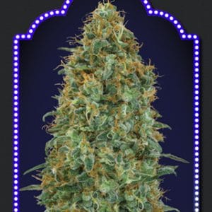 Image 1 of Blueberry cannabis by OO Seeds – Berry – Feminized – Good for outdoor grow – Seed City