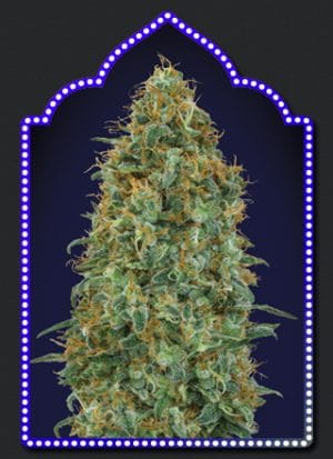 Blueberry