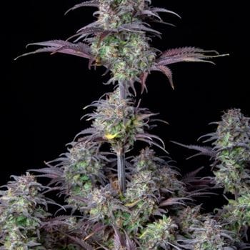 Original Blueberry Auto by FastBuds – Feminized – Fruity – Relaxing – image 3 – Seed City