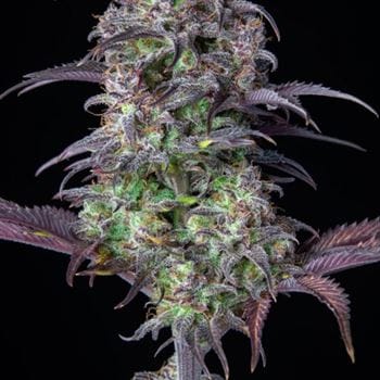 Original Blueberry Auto from FastBuds