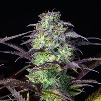 showing Feminized – Auto-Flowering – Relaxing – image 5 – Seed City