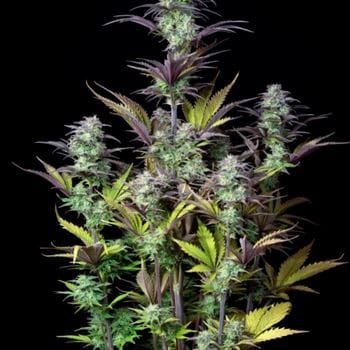 Original Blueberry Auto from FastBuds