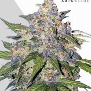 Indica-heavy – Female seeds – Stress Relief – Blueberry Auto strain – image 1 – from Auto Seeds via Seed City