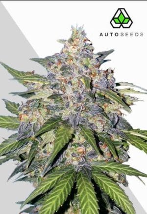 Blueberry Auto