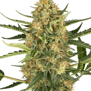 Blueberry Bubblegum Automatic by Sensi Research Seeds – Outdoor – Berry – Female seeds – image 1 – Seed City