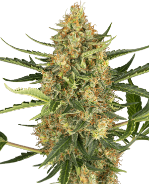 Blueberry Bubblegum Automatic