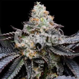 Blueberry Bubblegum