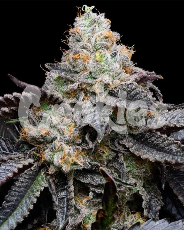Blueberry Bubblegum cannabis seeds – Feminized – 12/12 Photoperiod – Indica Dominant – image 1 from Seed City
