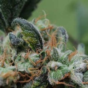 Outdoor cultivation – Cake – 12/12 Photoperiod – Blueberry Cheesecake strain – image 1 – from Female Seeds via Seed City